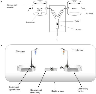 Behavioral Response of Halyomorpha halys (Hemiptera: Pentatomidae) and Its Egg Parasitoid Trissolcus japonicus (Hymenoptera: Scelionidae) to Host Plant Odors